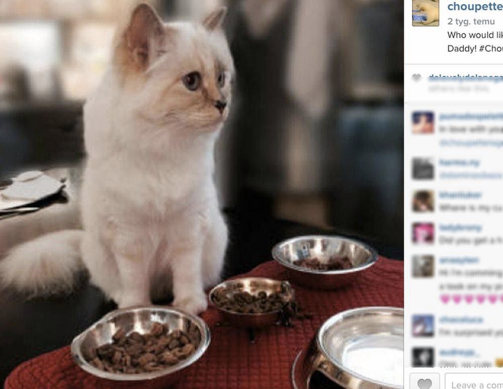 Choupette
Fotografia: screen z Instagram.com