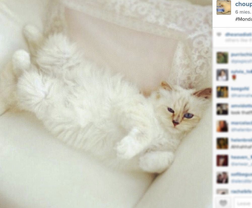 Choupette
Fotografia: screen z Instagram.com
