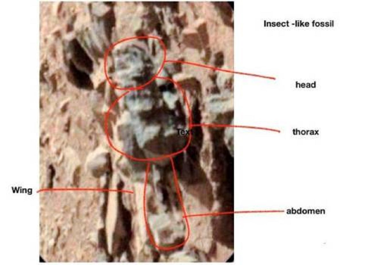 Mars jest pełen owadów - twierdzi profesor z Ohio University. NASA zabrała głos