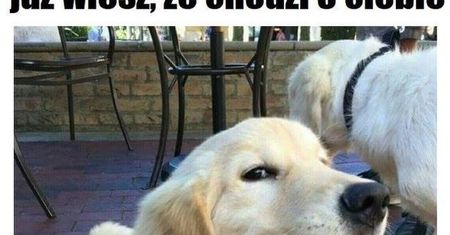 Zobacz 10 najlepszych memów ze zwierzakami