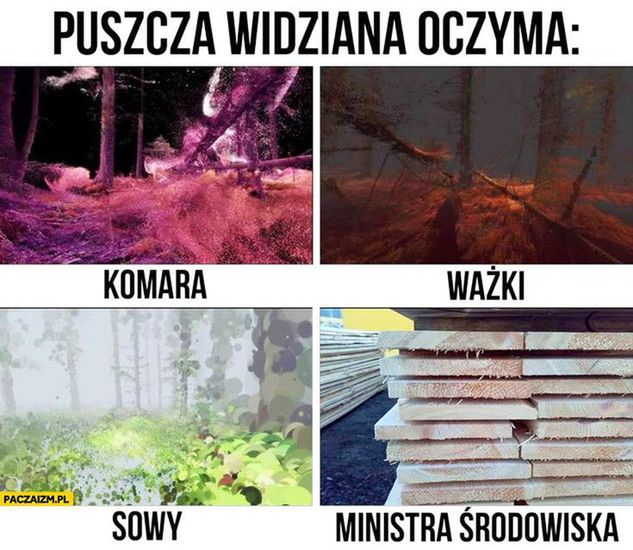 Wielka wycinka