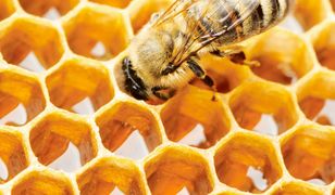 Koronawiurs zachwieje cenami miodu. Trend spadkowy może się odwrócić
