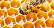 Koronawiurs zachwieje cenami miodu. Trend spadkowy może się odwrócić