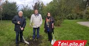 Leszek Miller posadził drzewo w Pile