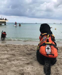 Sycylia: 13-latek z Polski uratowany przed utonięciem. Ocalił go pies