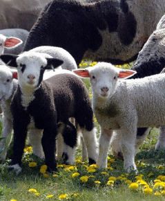 Warto owcom puszczać muzykę