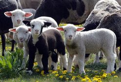 Warto owcom puszczać muzykę
