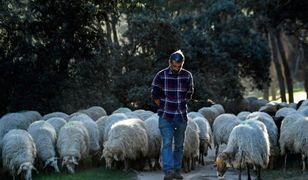 500 żywych kosiarek. Stado owiec "zatrudnione" do opieki nad parkiem w Madrycie