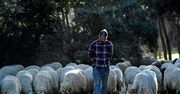 500 żywych kosiarek. Stado owiec "zatrudnione" do opieki nad parkiem w Madrycie