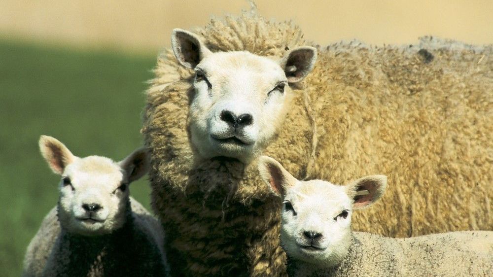 Owce lepsze niż krowy? Tylko w województwie śląskim