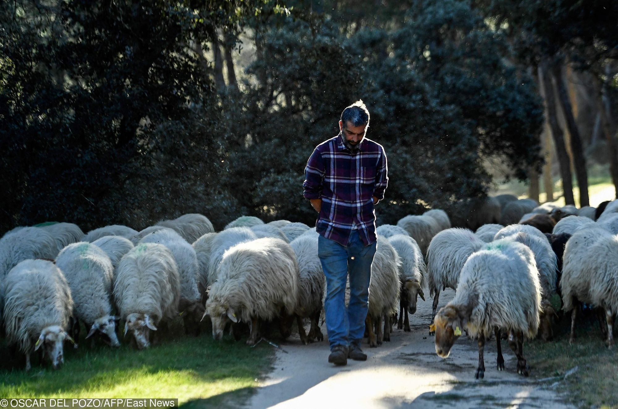 Do "koszenia" parku zatrudniono owce z hiszpańskiej rasy, zagrożonej wyginięciem - Rubia del Molar