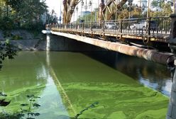 Zielona Odra we Wrocławiu. "Jak farba olejna"