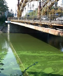 Zielona Odra we Wrocławiu. "Jak farba olejna"