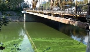 Zielona Odra we Wrocławiu. "Jak farba olejna"