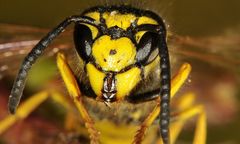 Groźne użądlenia. Główny Inspektorat Sanitarny wydał ostrzeżenie