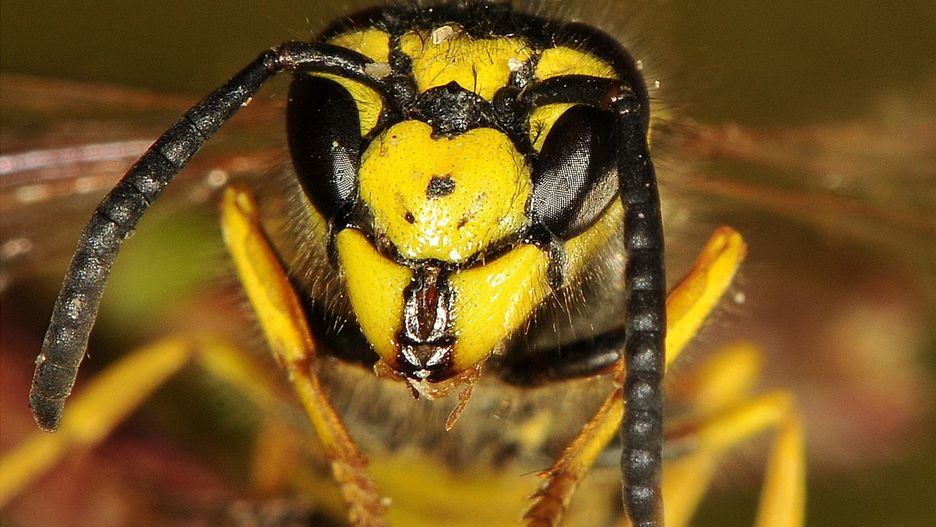 Najgroźniejsze są użądlenia w okolice szyi, podniebienia, języka, wewnętrznej powierzchni policzków