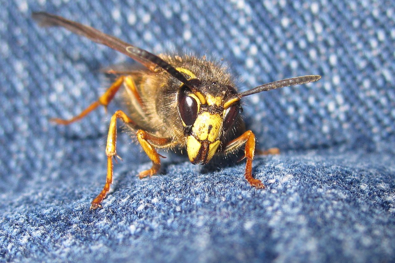 Ukąsił cię owad? Zobacz, co zrobić, kiedy bardzo boli