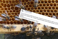 Nieznani sprawcy zdewastowali pasiekę. "Bezmyślność ludzka nie zna granic"