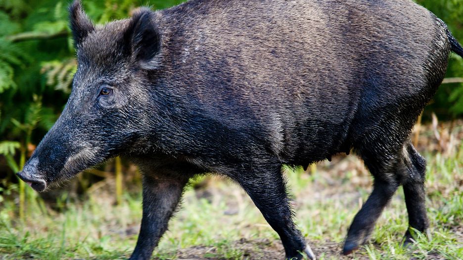 Trwa walka z ASF. Urzędnicy mają własne pomysły