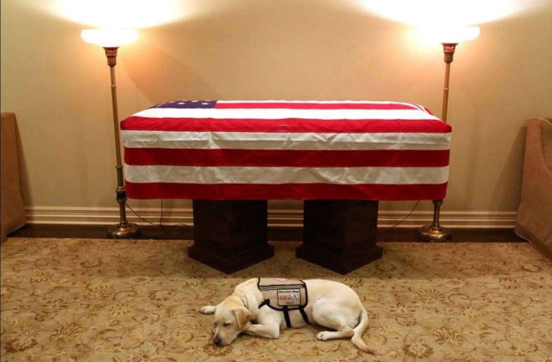 Wzruszające zdjęcie. Pies Busha czuwa przy jego trumnie