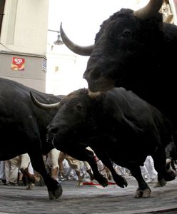 12 osób stratowanych przez byki. Wielu poszkodowanych było pod wpływem alkoholu