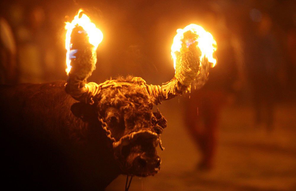 Podpalają żywe zwierzęta dla rozrywki