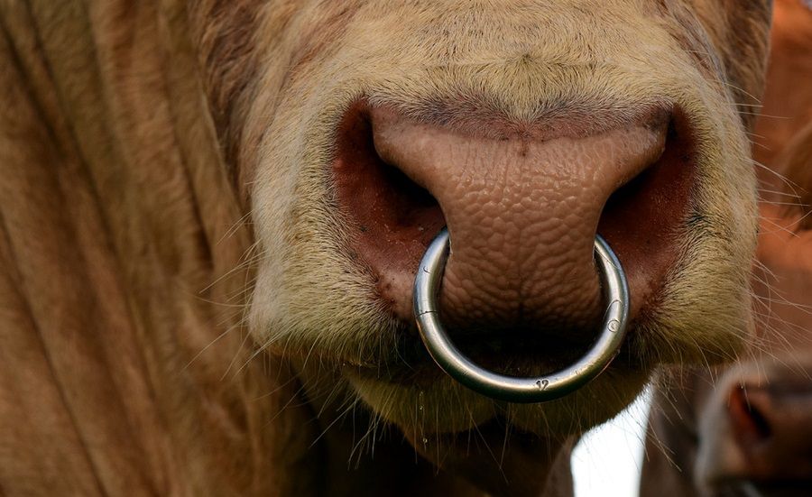 Kupił byka na Słowacji. Zwierzę uciekło już następnego dnia