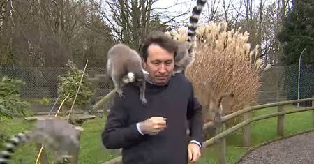 Dziennikarz nie miał żadnych szans. "Gang lemurów" robił z nim, co chciał