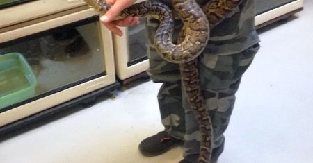 Wąż boa nad Wisłą. Znalazł go wędkarz