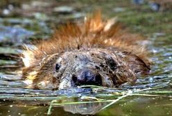Na Podlasiu żyje ponad 11,5 tys. bobrów