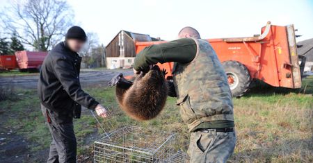 Dostali zgodę na odstrzał bobrów. "Nikt ich nie chce"