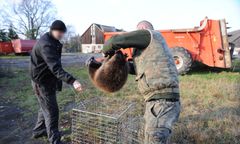 Polowali na bobry i robili z nich kiełbasę. Trzech mężczyzn z zarzutami