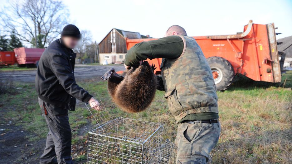 Bobry są w Polsce pod ochroną. (Zdjęcie ilustracyjne)