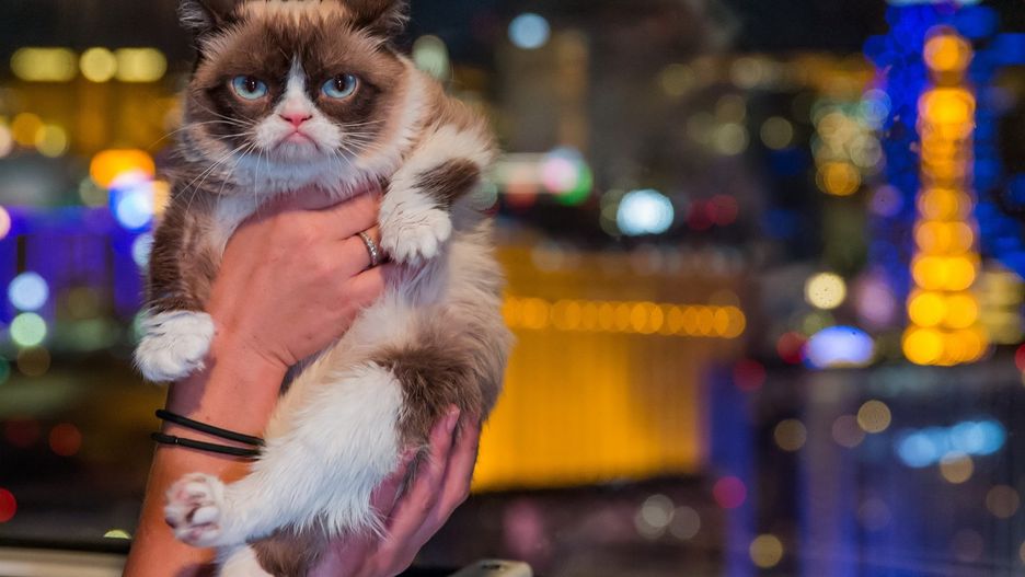 Grumpy Cat przyniosła właścicielom fortunę.