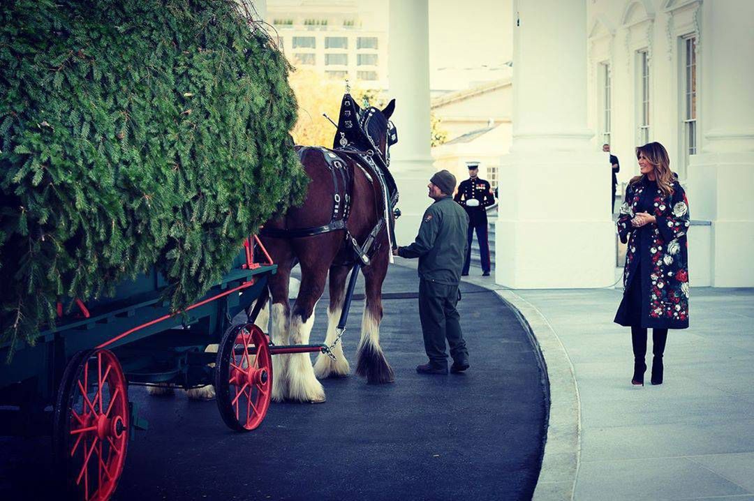 Melania Trump - transport choinki do Białego Domu