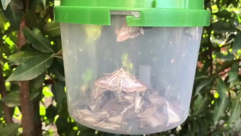 W tym roku inwazja ćmy ma być wyjątkowo silna