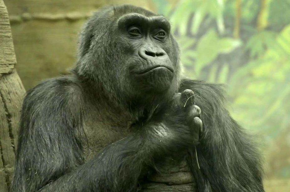 Oto najstarsza gorylica na świecie. Właśnie miała urodziny