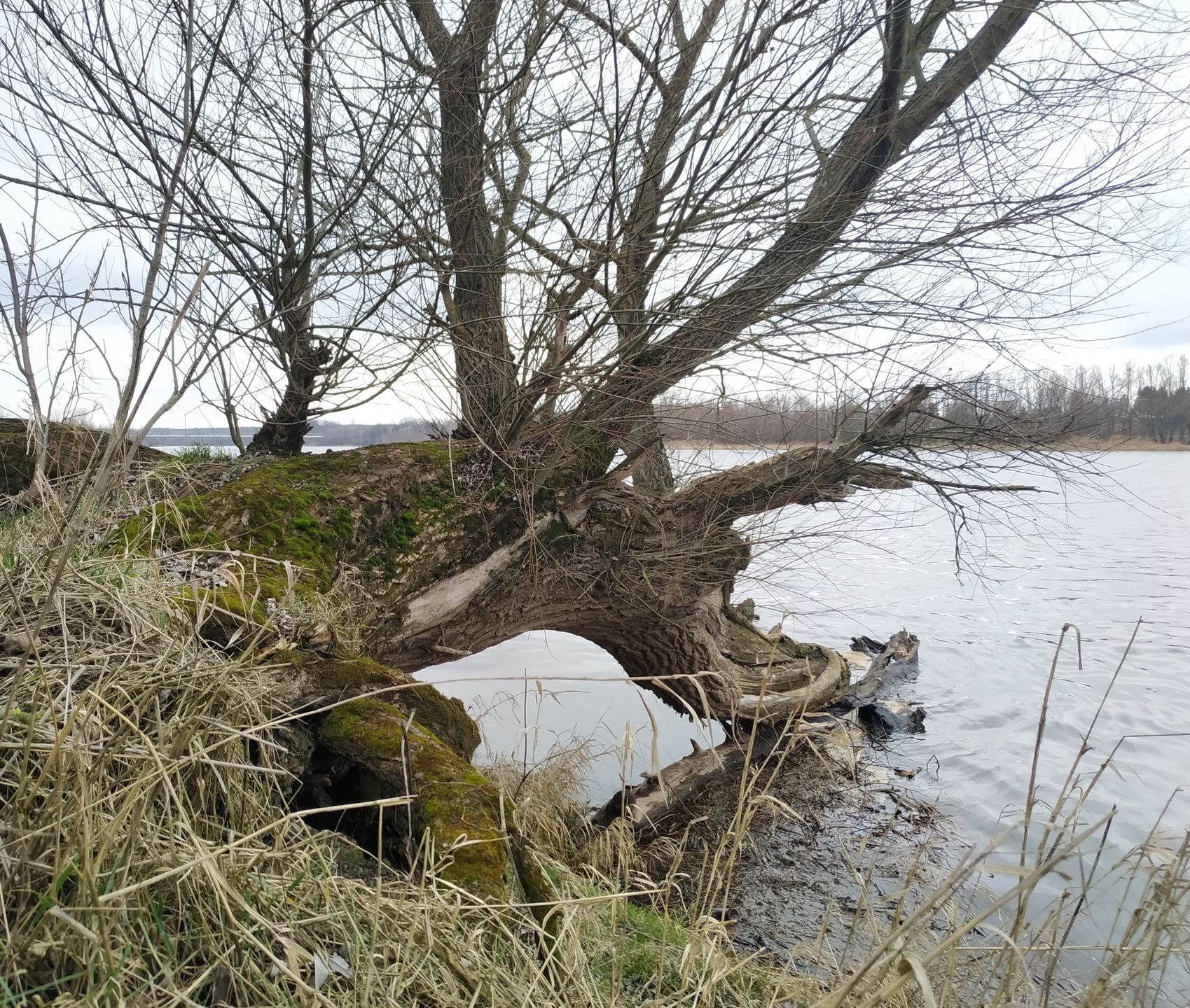 Topolina, widok na Narew. 