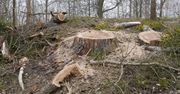 Wycinka drzew w Pile