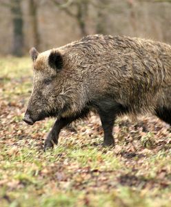 Dzik wtargnął do kościoła w czasie mszy. Zniszczona figura Jezusa i ściany splamione krwią