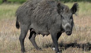 Dzika locha terroryzuje mieszkańców Zielonej Góry