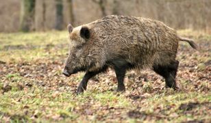 Dzik wtargnął do kościoła w czasie mszy. Zniszczona figura Jezusa i ściany splamione krwią
