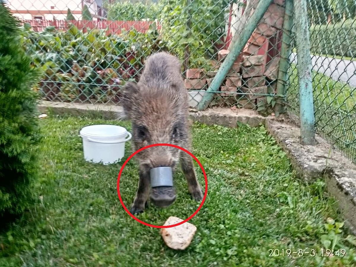 Tuchów. Wychudzony dzik z plastikową obręczą. Błądził po działkach, szukając pomocy