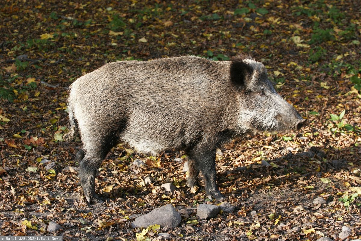 ASF – padł kolejny dzik. Zagrożone hodowle świń w Wielkopolsce