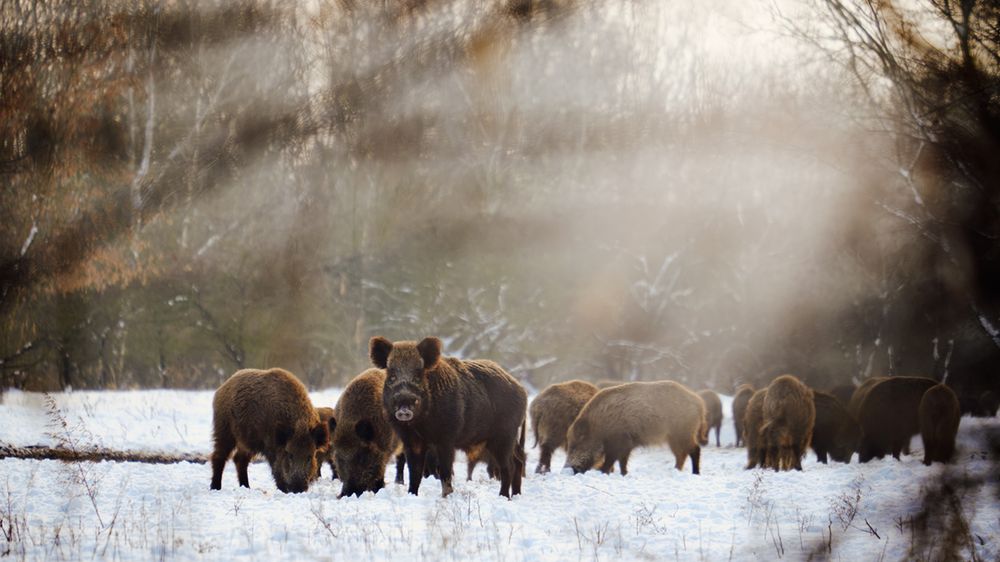 Niemcy: Rekordowy odstrzał dzików w sezonie 2017/2018. "To zabezpieczenie przed ASF"