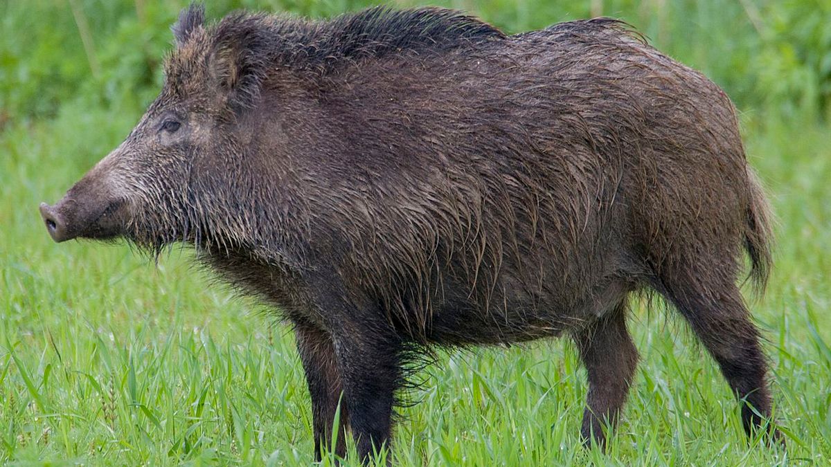 Domyślny opis zdjęcia na stronę główną