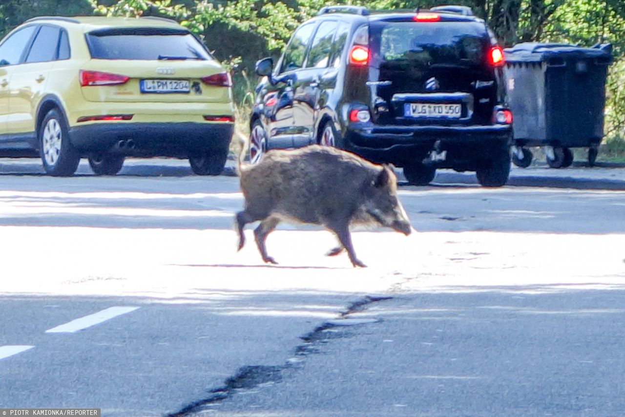 Miasto Jest Nasze alarmuje. "W Warszawie strzela się do dzików"