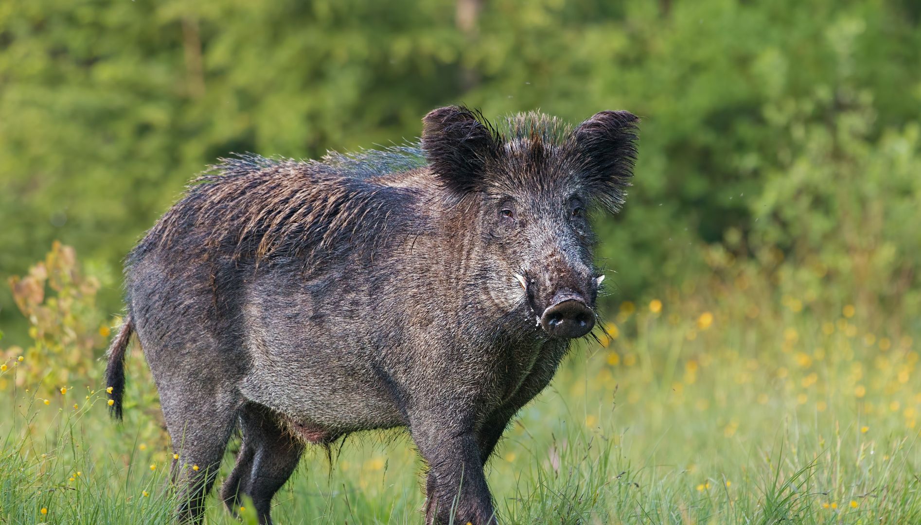 Adult male wild boar, sus scrofa, in spring fresh grassland with flowers. Dangerous wild animal with big tusks in natural forest green summer environment. Isolated strong male on blurred background. (Adult male wild boar, sus scrofa, in spring fresh g