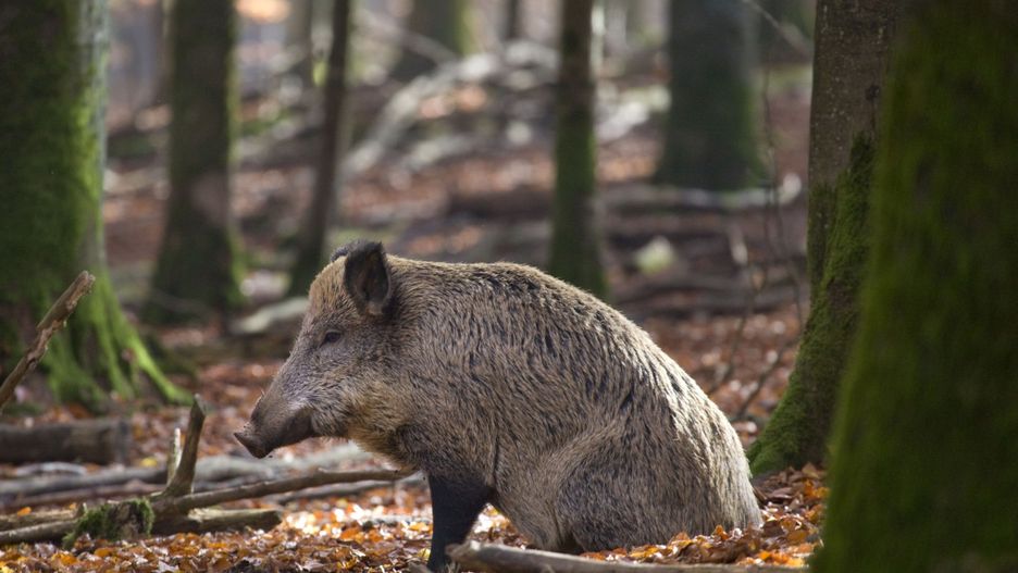 ASF – kolejne martwe dziki znalezione w Lubuskiem. Hodowcy apelują do premiera Mateusza Morawieckiego o podjęcie nadzwyczajnych działań.