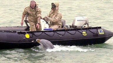 Delfiny szukają min w porcie Um Kasr